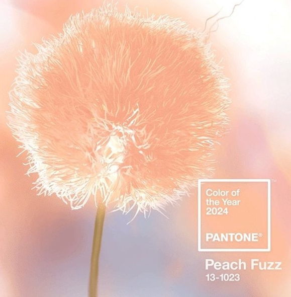 COLOR OF THE YEAR 2024 PEACH FUZZ codice 13-1023